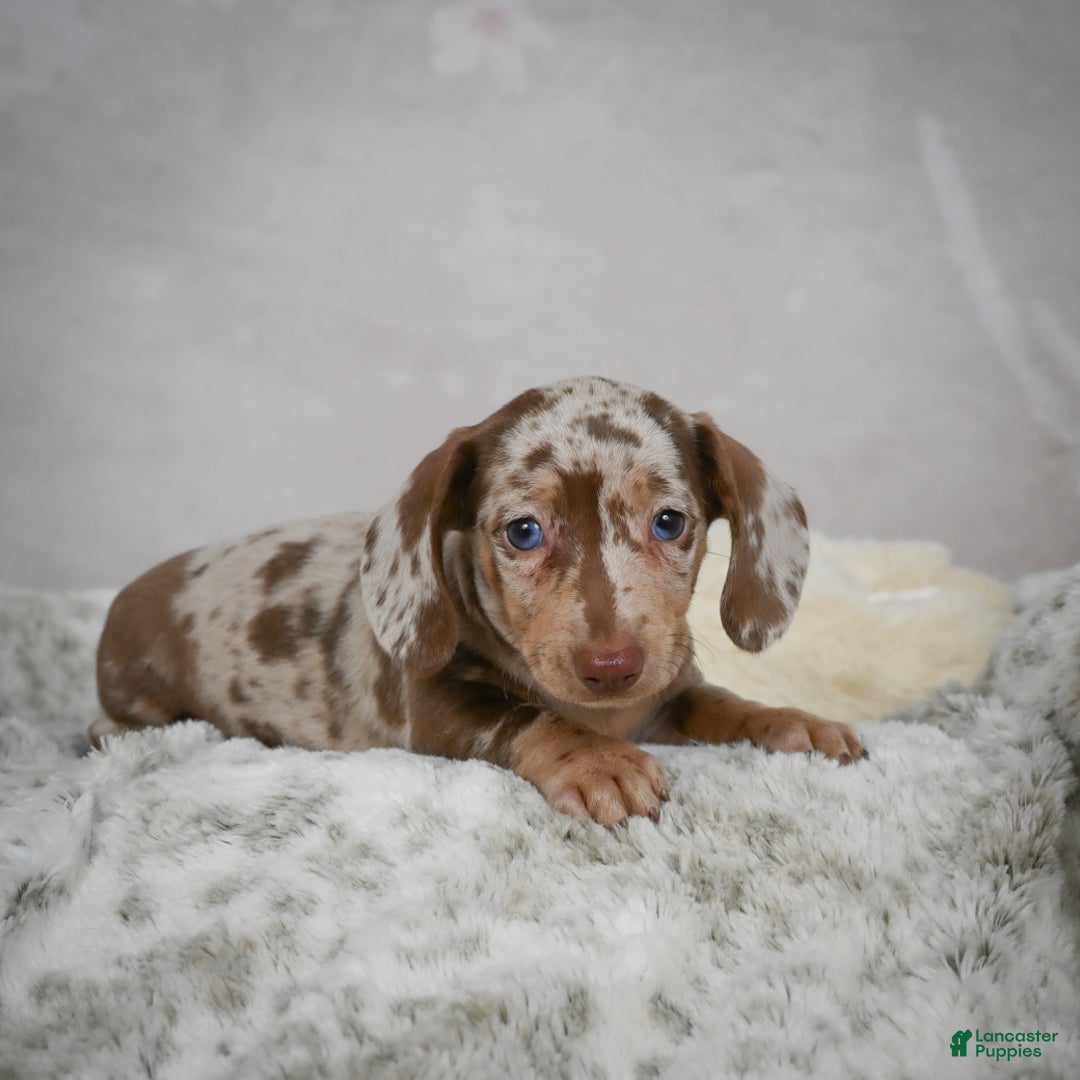 Miniature Dachshund dogs for sale: Hudson - Ad 8