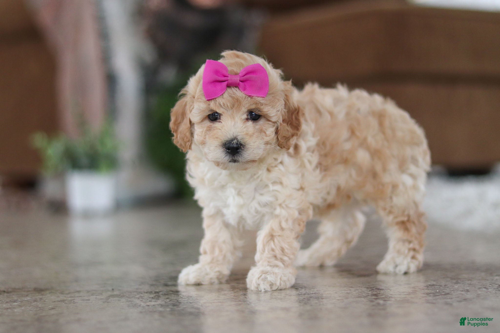 Maltipoo dogs Chloe - Ad 18