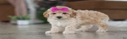 Maltipoo dogs for sale: Chloe - Ad 1
