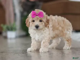 Maltipoo dogs Chloe - Ad 18