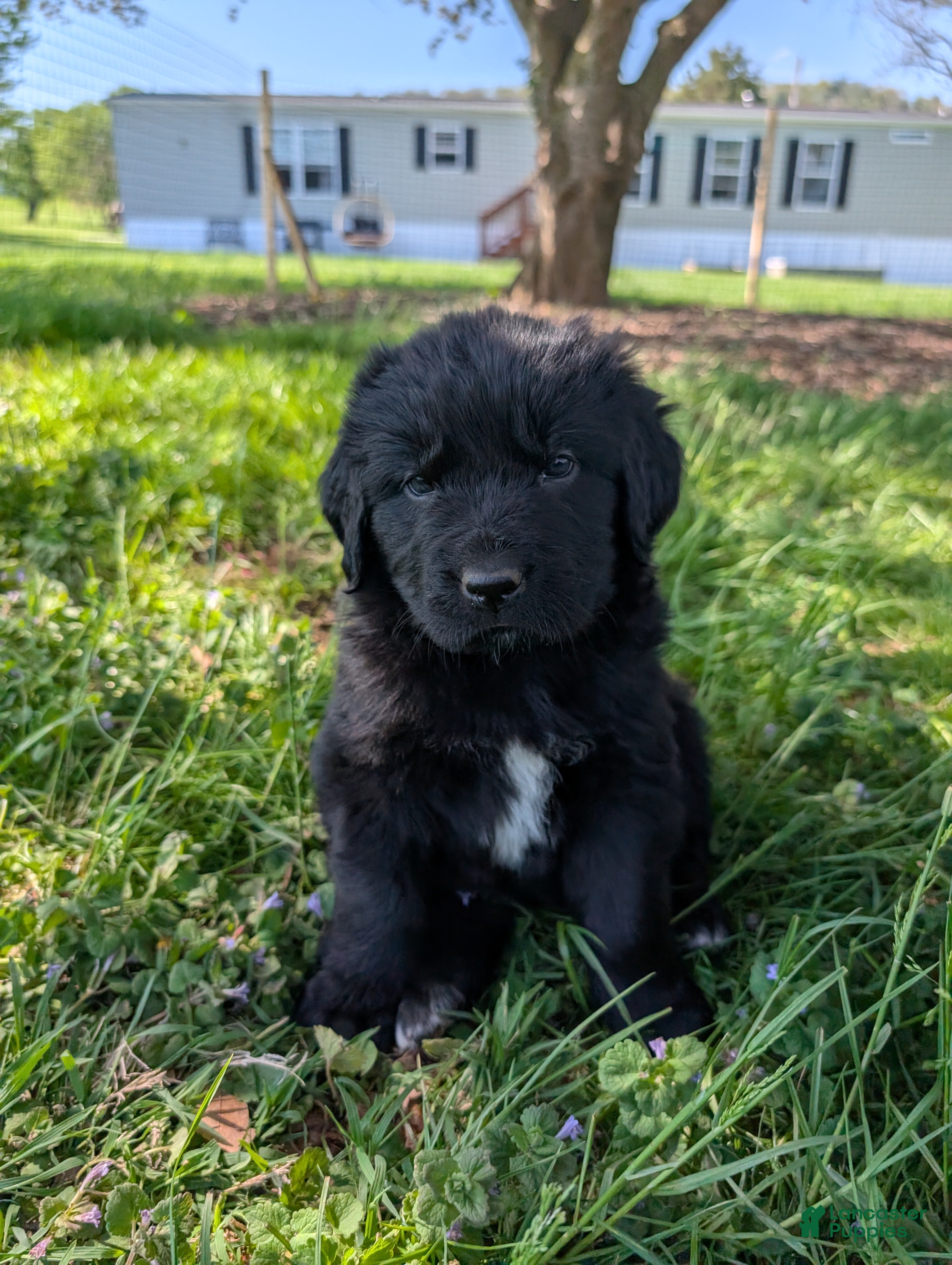 Newfoundland dogs Haven - Ad 18