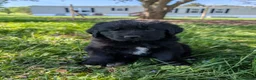 Newfoundland dogs for sale: Haven - Ad 8