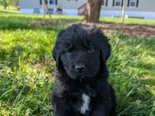 Newfoundland dogs Haven - Ad 18