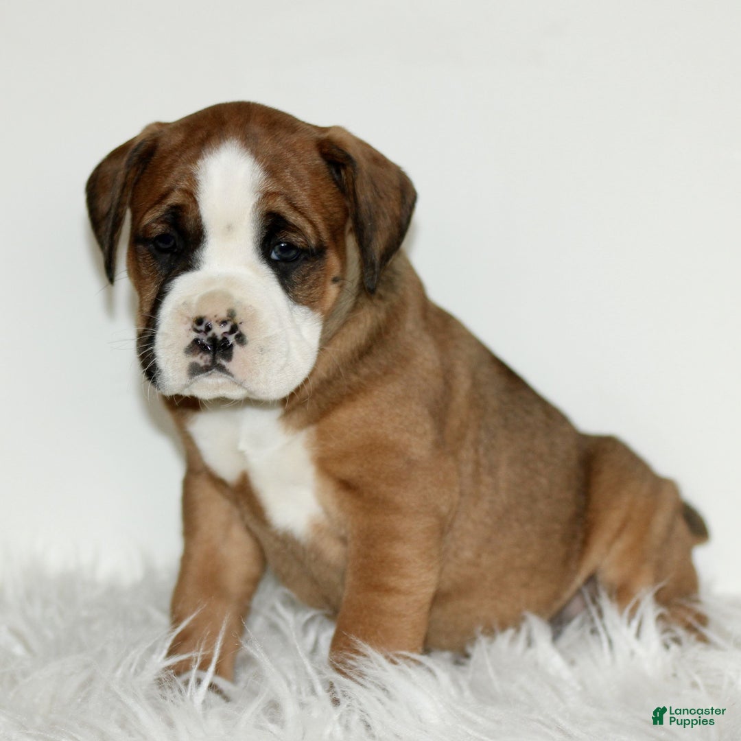 Mixed Breed dogs for sale: Dozer  - Ad 2