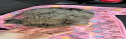 Yorkshire Terrier dogs for sale: Rayne  - Ad 9