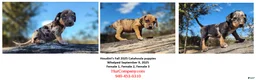 Catahoula Leopard Dog dogs for sale: Houdini 2025 Female 2 - Ad 11