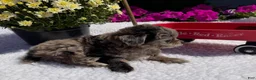 Pomapoo dogs for sale: Kaya - Ad 5