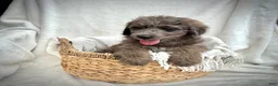 Bernedoodle dogs for sale: Scout - Ad 11