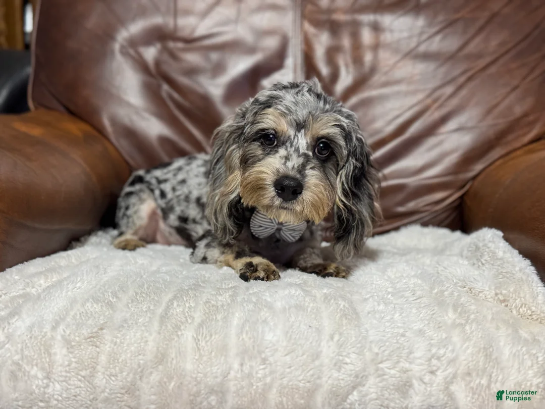 Cavapoo dogs for sale: Shadow - Ad 5