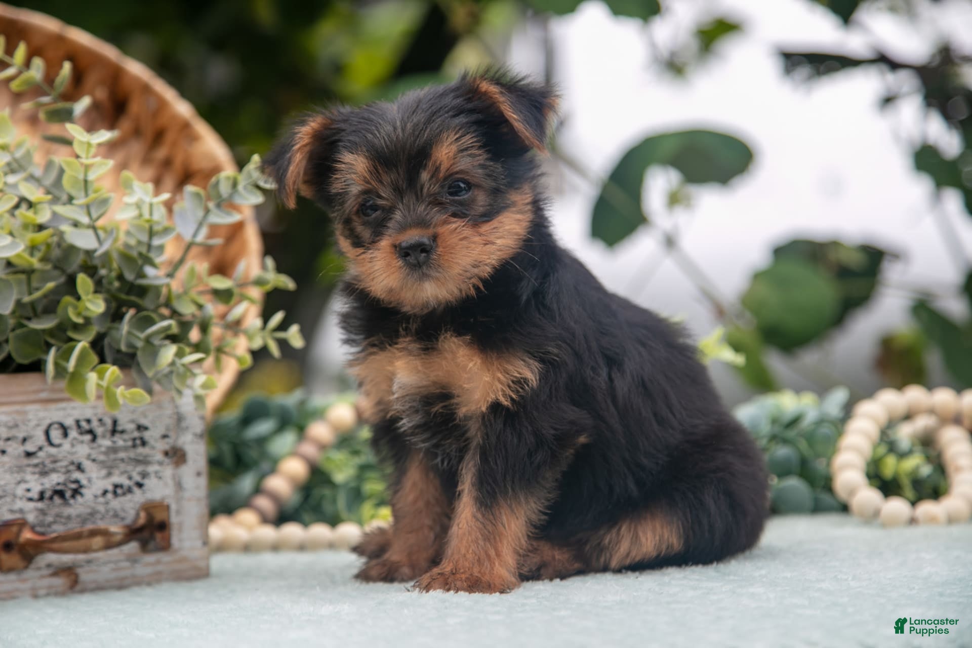 Shorkie dogs Hannah - Ad 18