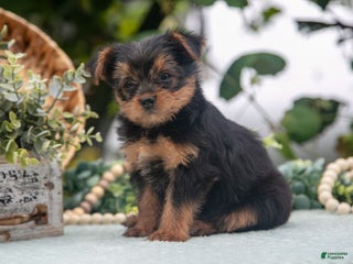 Shorkie dogs Hannah - Ad 35