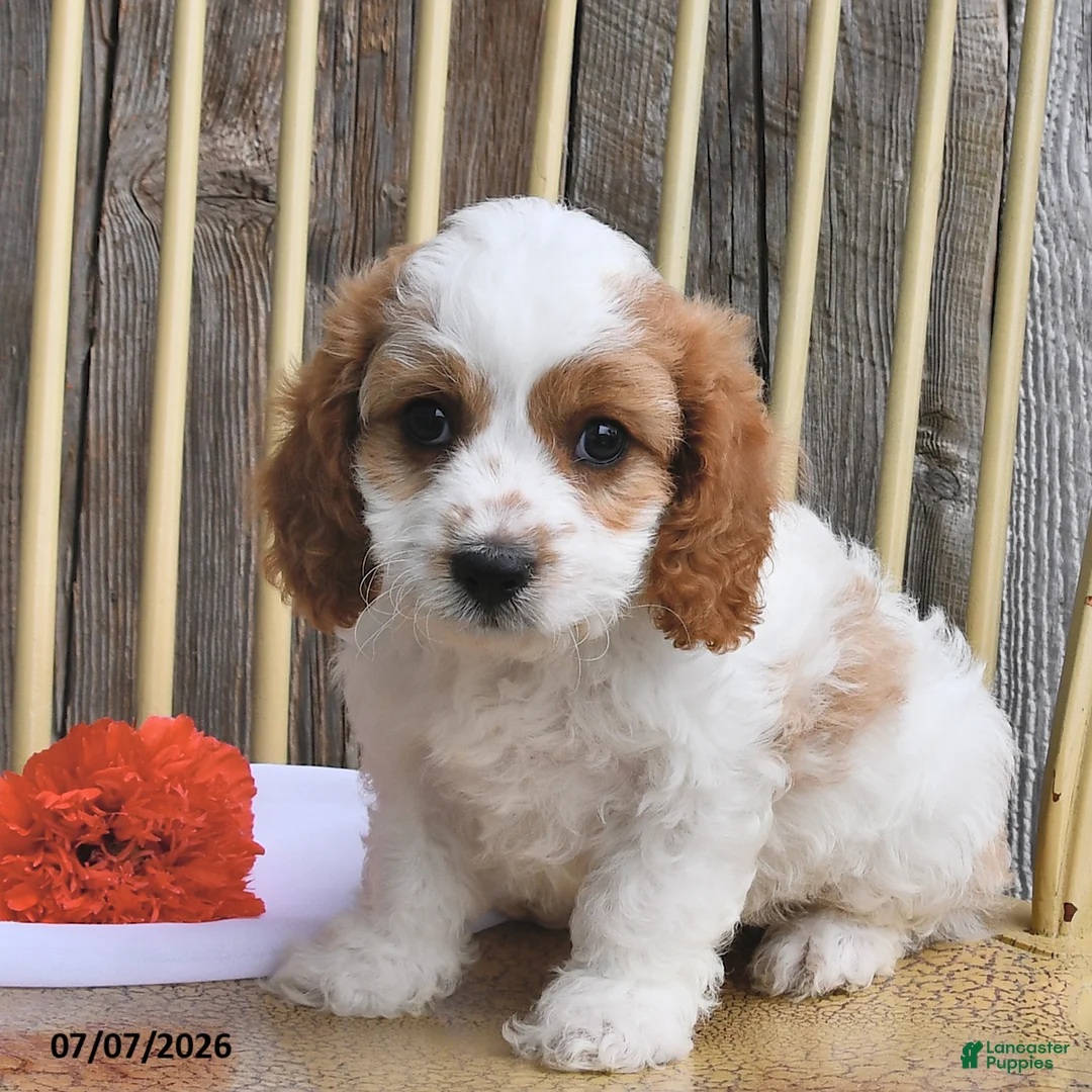 Cavapoo dogs for sale: Diesel - Ad 1