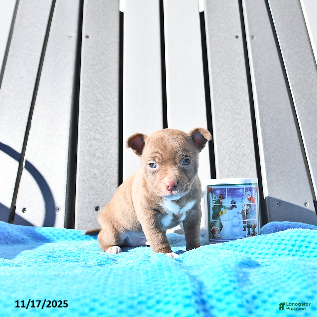 Chihuahua dogs for sale: Mr. Chocolate - Ad 6