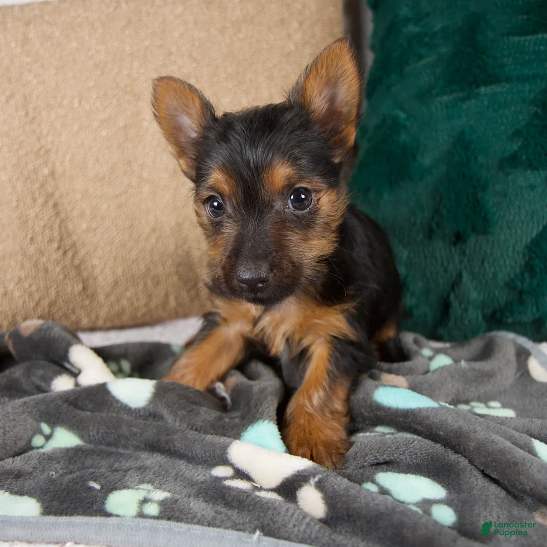Yorkshire Terrier dogs for sale: Grace - Ad 1