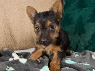 Yorkshire Terrier dogs Grace - Ad 10