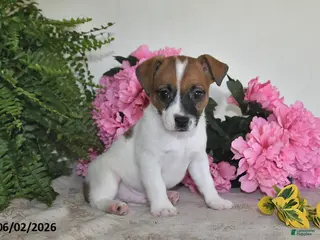 Jack Russell Terrier dogs for sale: Bingo - Ad 1