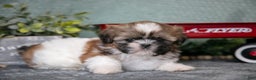 Shih Tzu dogs for sale: Hap - Ad 2