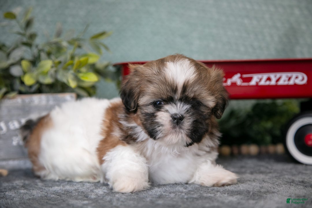 Shih Tzu dogs for sale: Hap - Ad 2