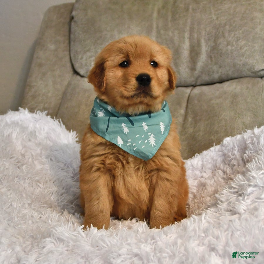 Golden Retriever dogs Sir Bentley - Ad 36