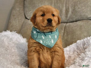 Golden Retriever dogs Sir Bentley - Ad 3