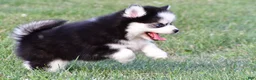 Pomsky dogs for sale: Patrick - Ad 4
