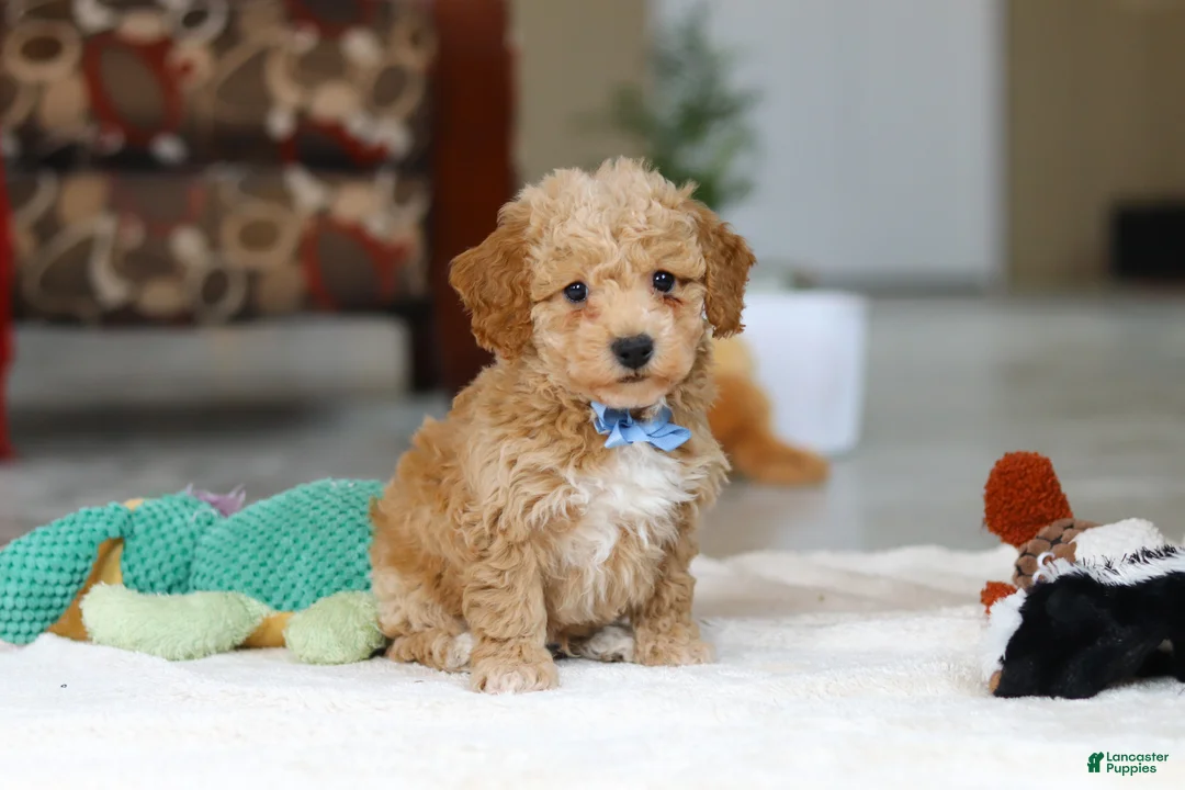 Bichpoo dogs for sale: Nemo - Ad 3