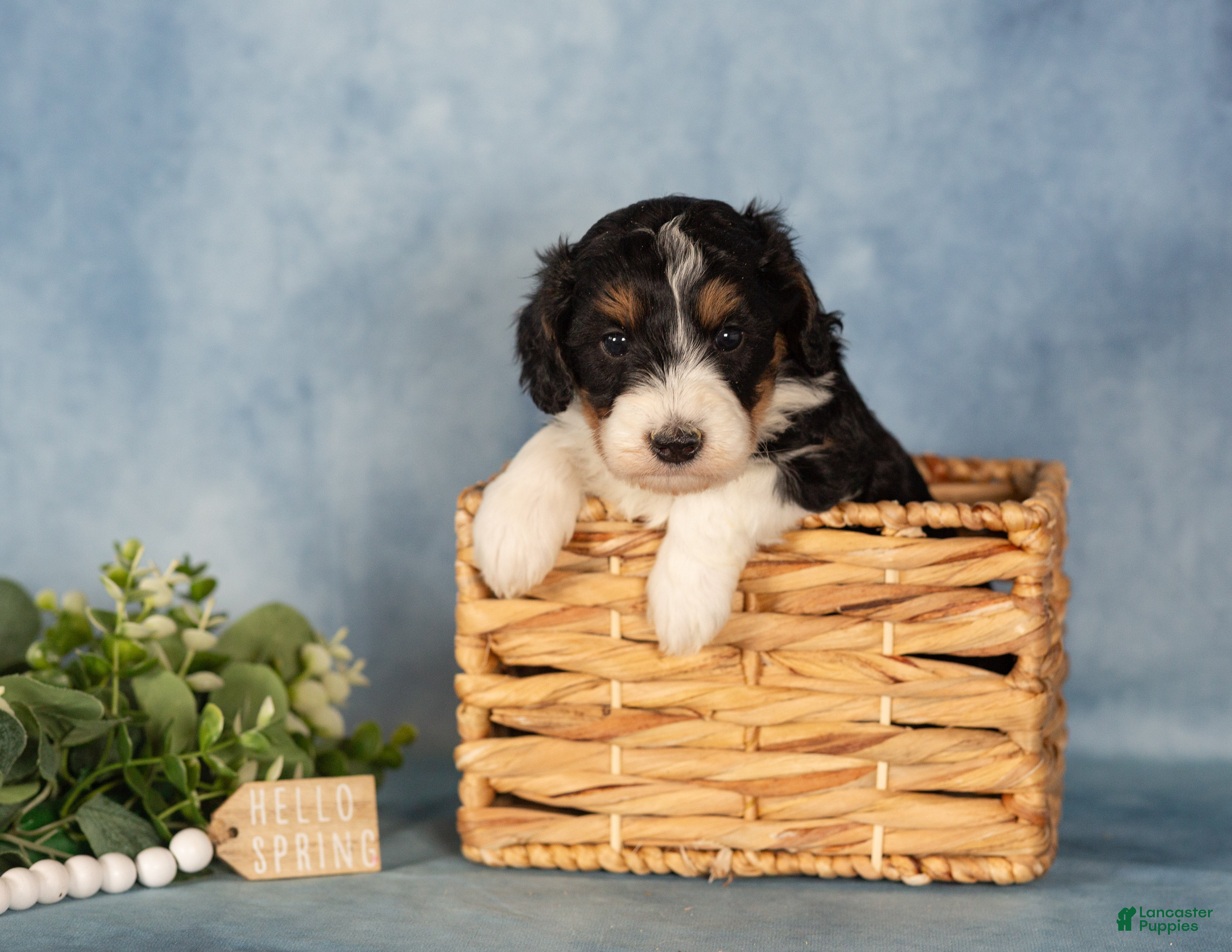 Bernedoodle dogs Bernedoodle Puppy 1 - Ad 2