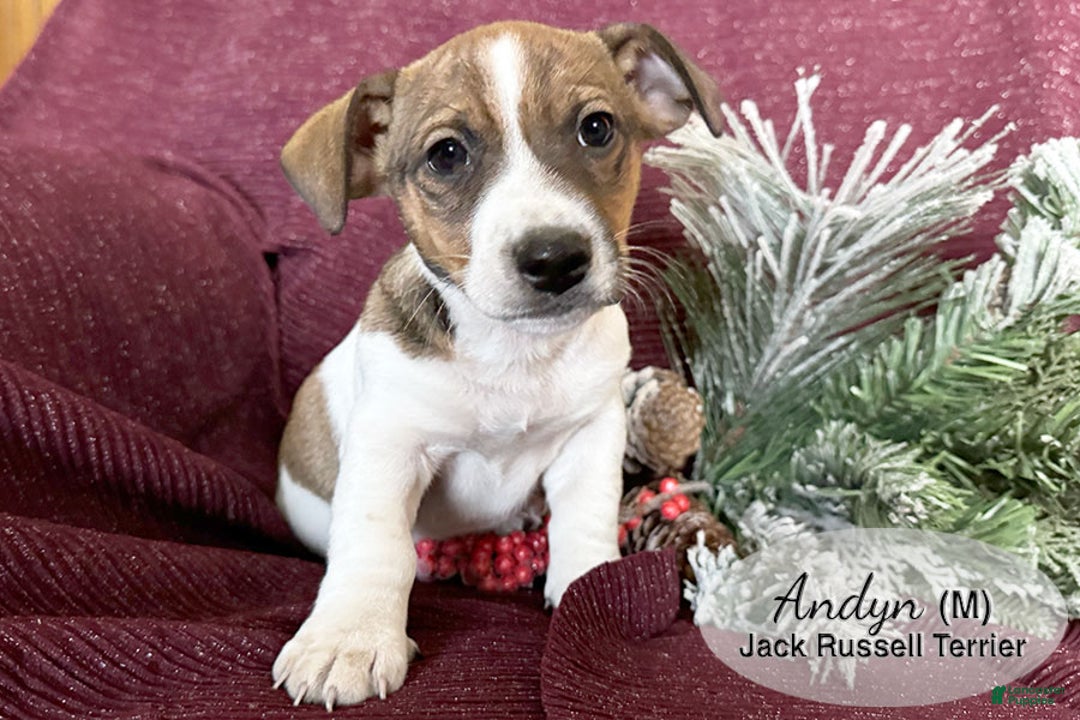 Jack Russell Terrier dogs for sale: Andyn - Ad 4