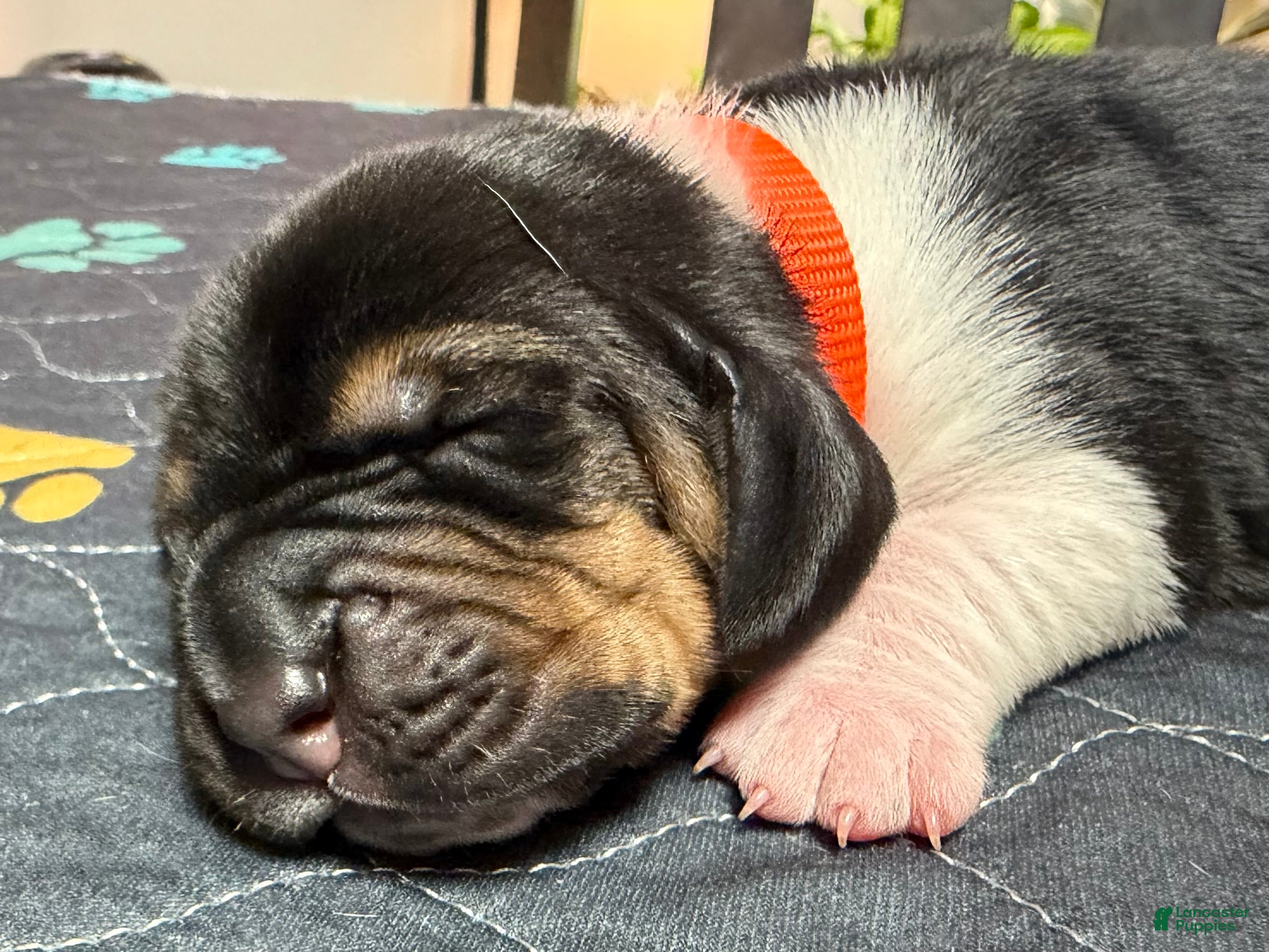 Basset Hound dogs Jose- orange - Ad 8