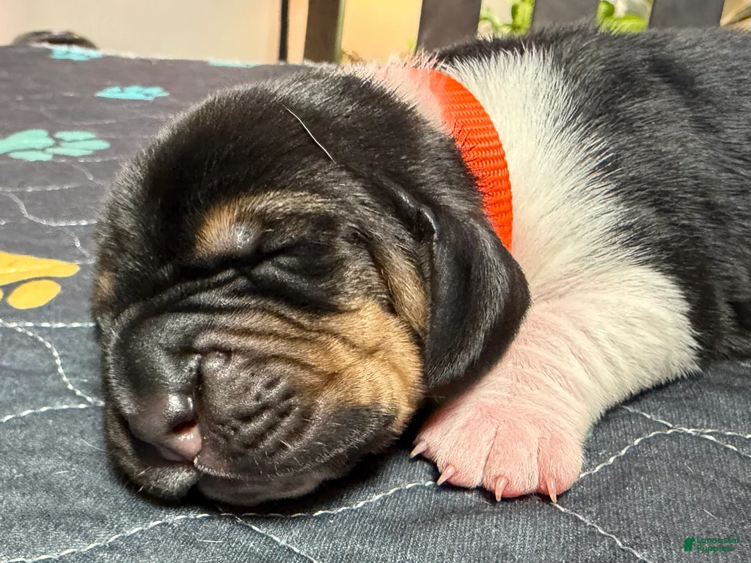 Basset Hound dogs for sale: Jose- orange - Ad 1