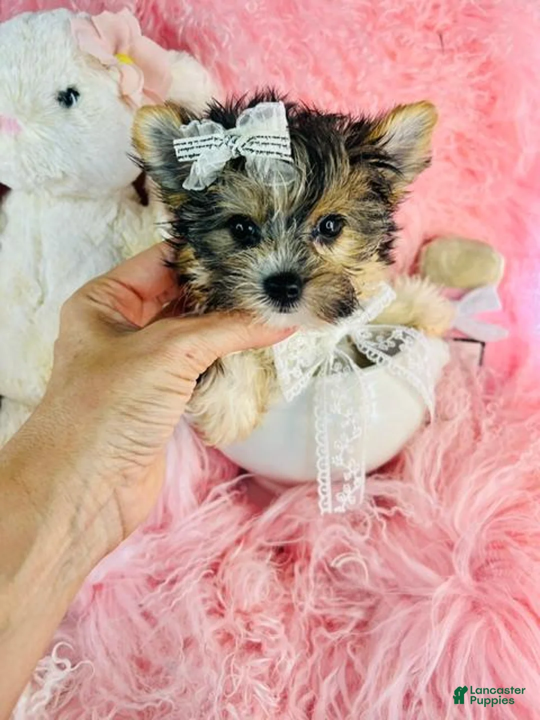 Biewer Terrier dogs for sale: Biewer Terrier 1 - Ad 1