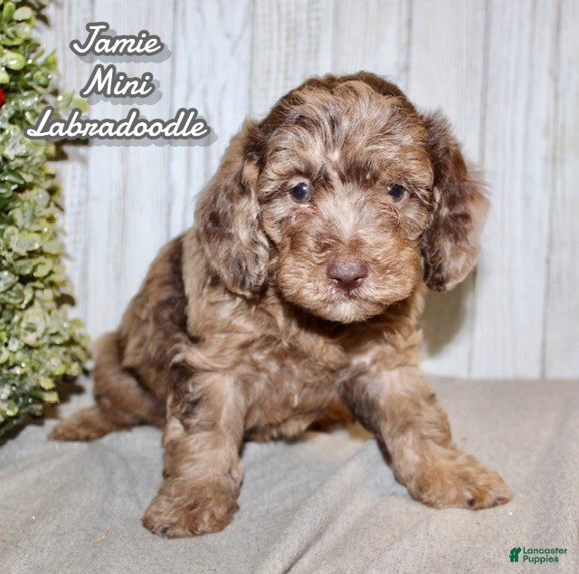 Mixed Breed dogs Jamie - Ad 14