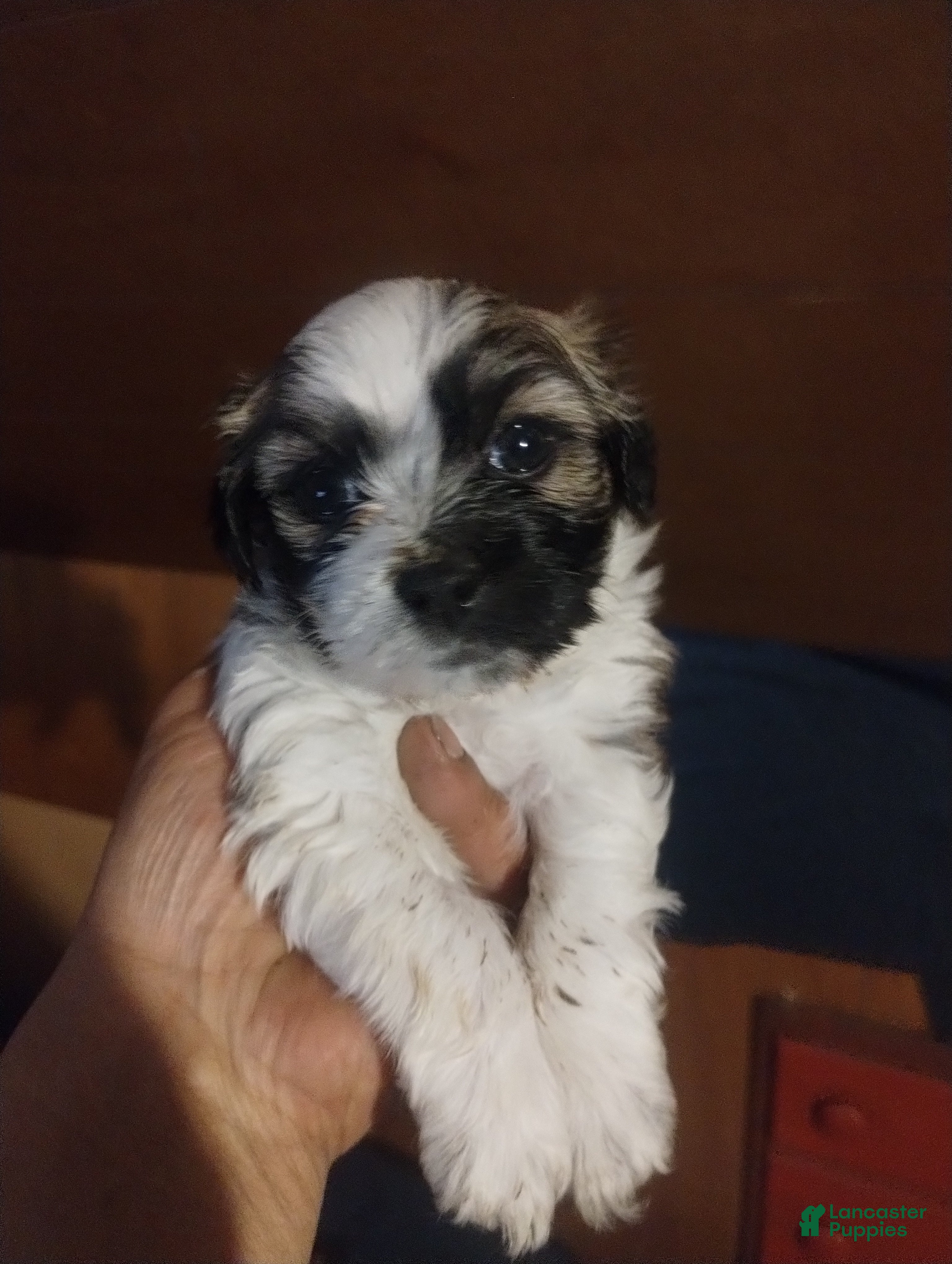 Teddy Bear dogs for sale: Teddy Bear Puppy 4 - Ad 3