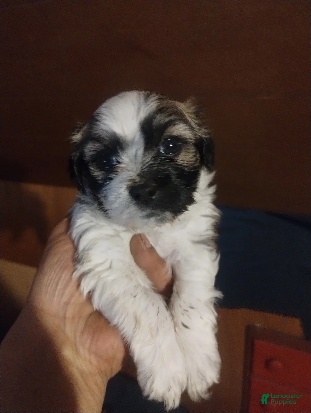 Teddy Bear dogs for sale: Teddy Bear Puppy 4 - Ad 1