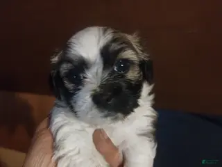 Teddy Bear dogs for sale: Teddy Bear Puppy 4 - Ad 3