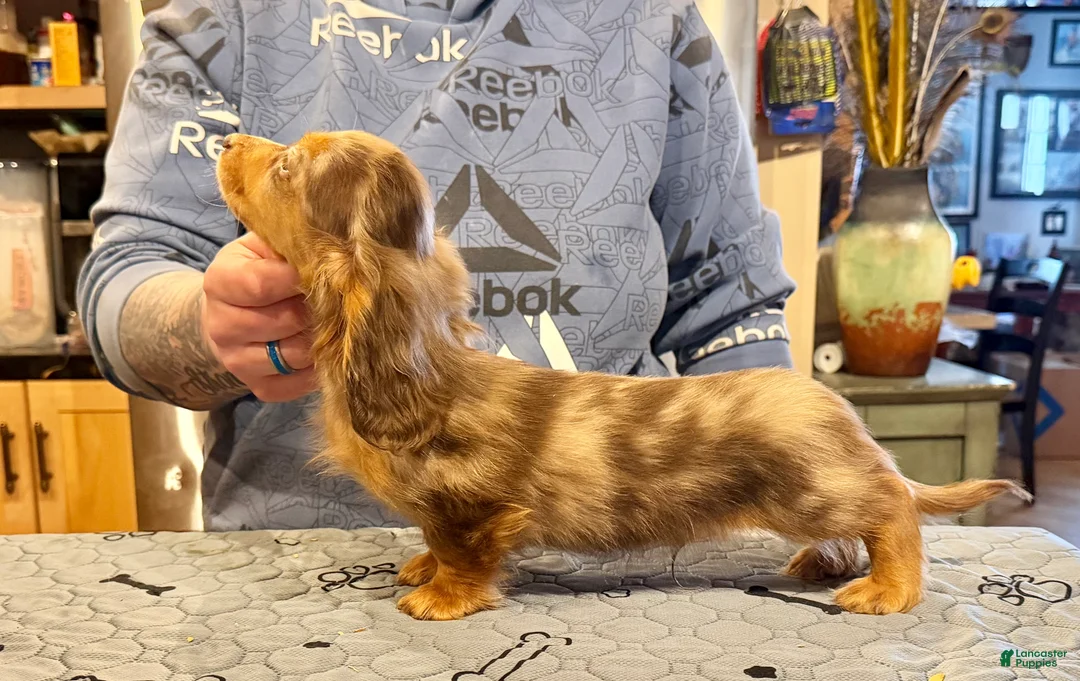 Miniature Dachshund dogs for sale: Import Show Boy Chocolate Dapple - Ad 2