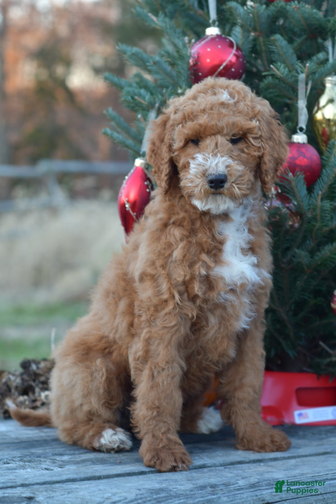 Standard Poodle dogs for sale: Candy - Ad 23