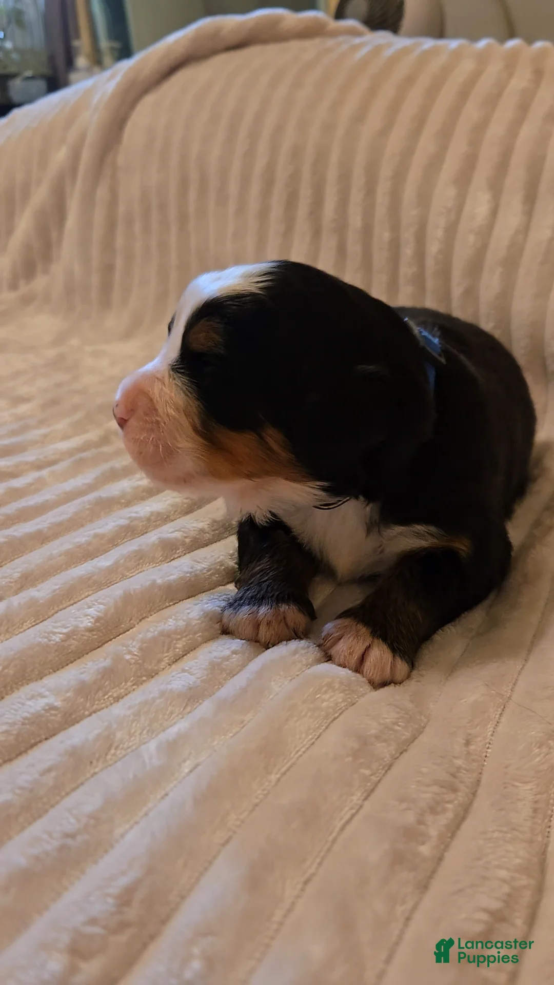 Bernese Mountain Dog dogs for sale: Bernese Mountain Dog 1 - Ad 2