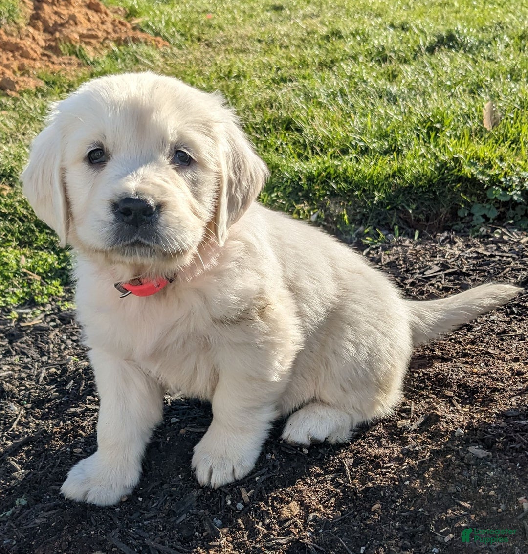 Golden Retriever dogs for sale: Emily - Ad 2