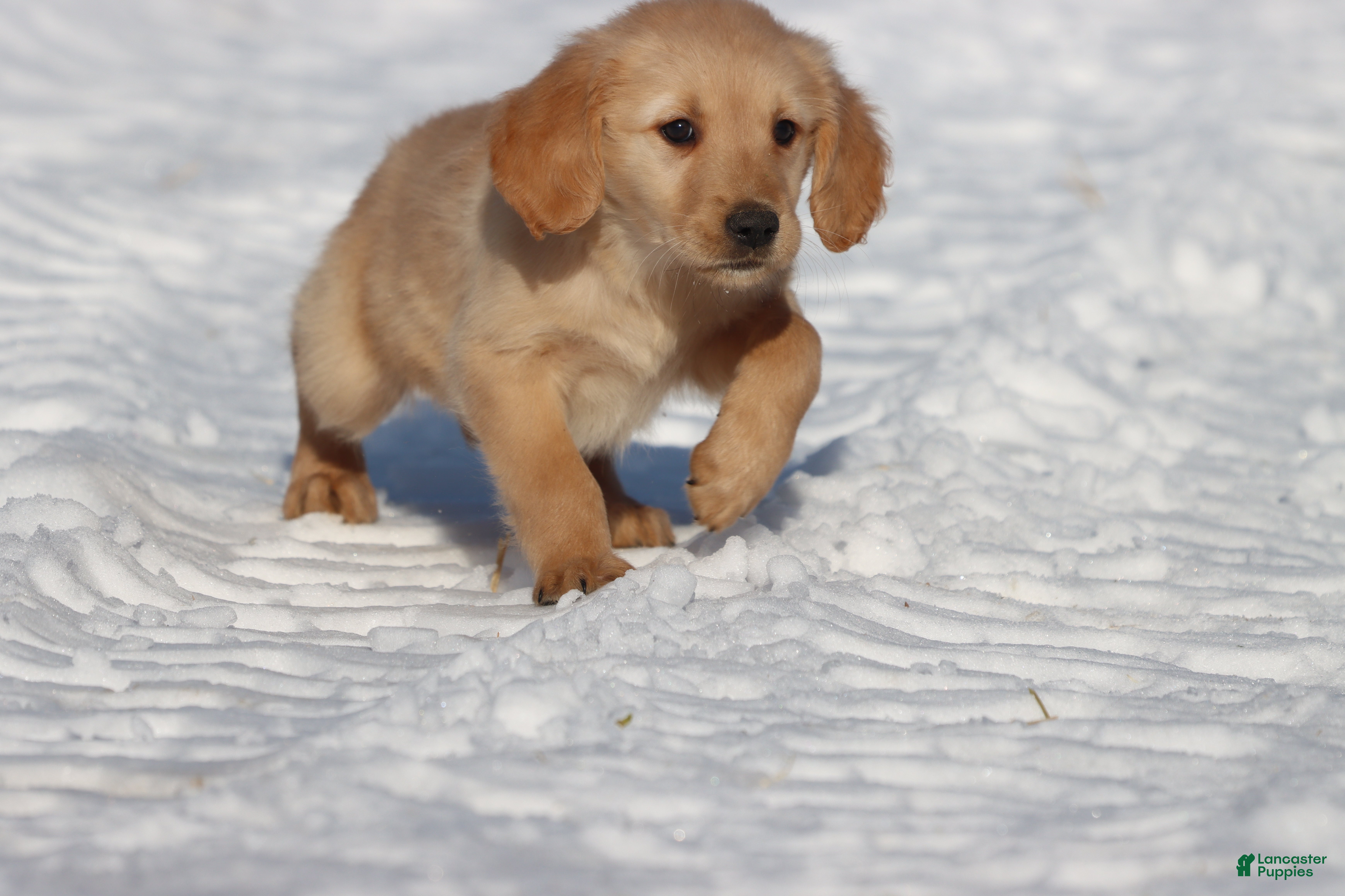 Golden Retriever dogs Dixie - Ad 39