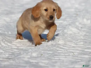 Golden Retriever dogs Dixie - Ad 39