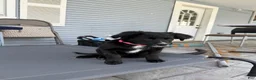 Mixed Breed dogs for sale: Wakanda - Ad 2