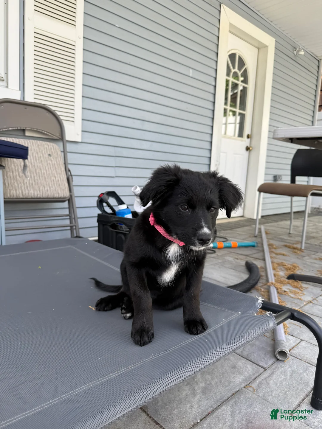 Mixed Breed dogs for sale: Wakanda - Ad 2