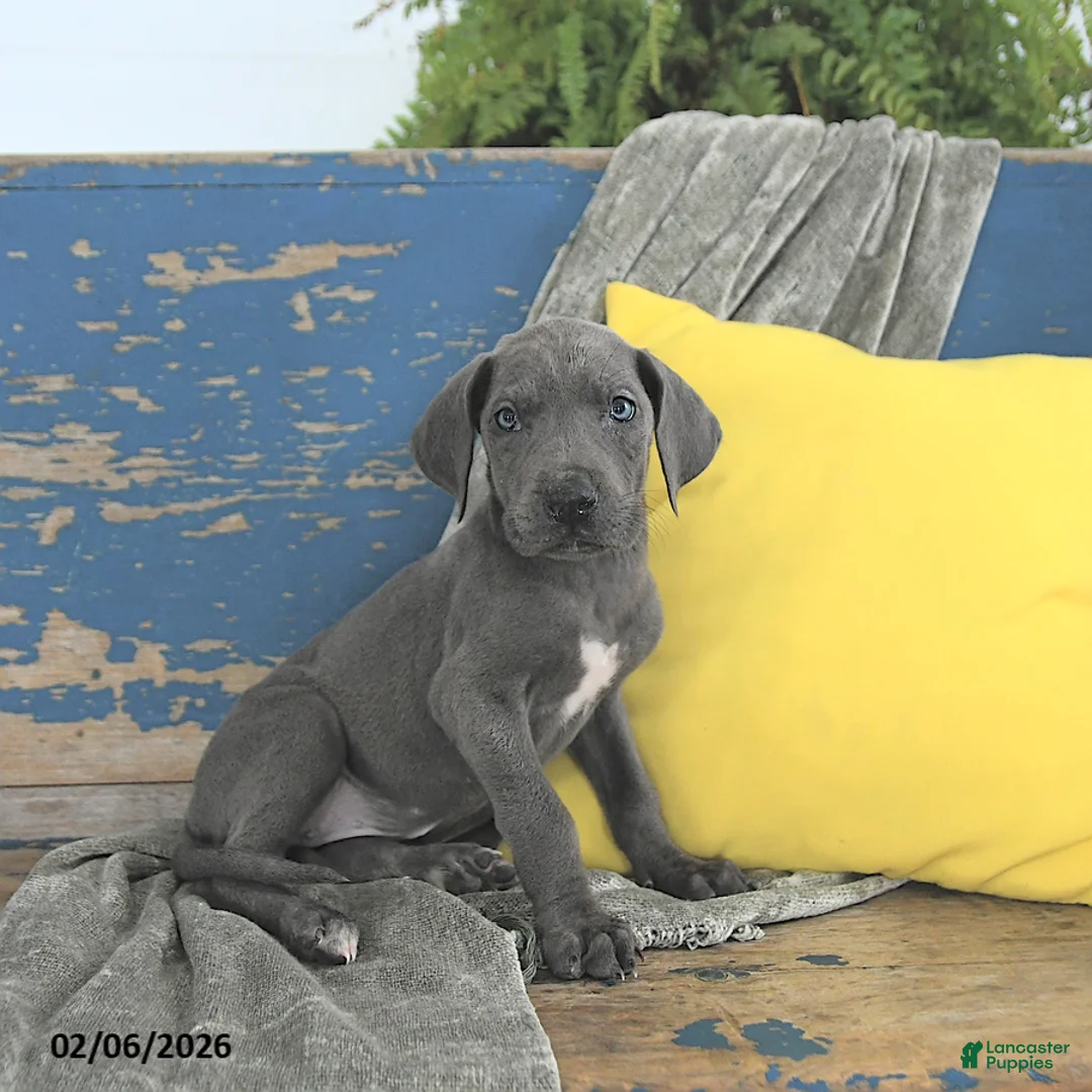 Great Dane dogs for sale: Khaleesi - Ad 1