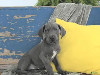 Great Dane dogs Khaleesi - Ad 21