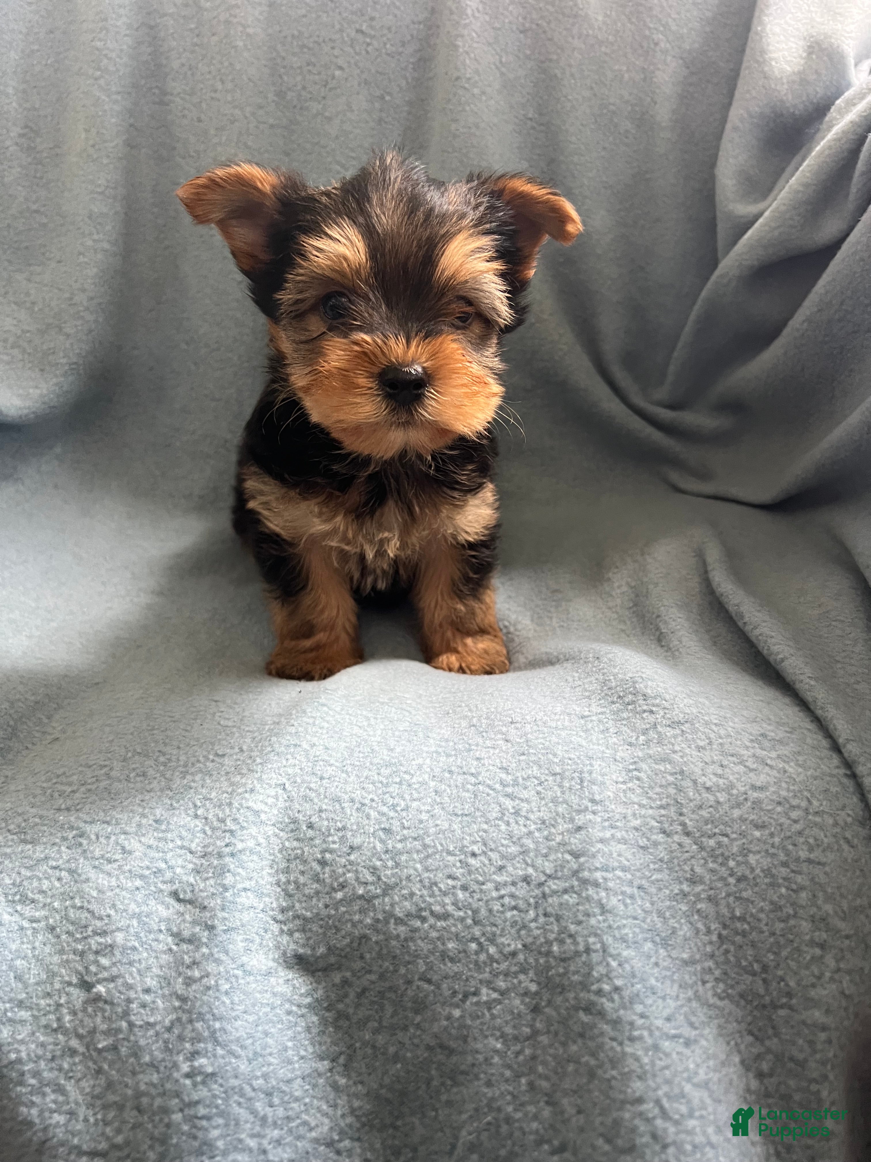 Yorkshire Terrier dogs Yorkshire- Bobby - Ad 2