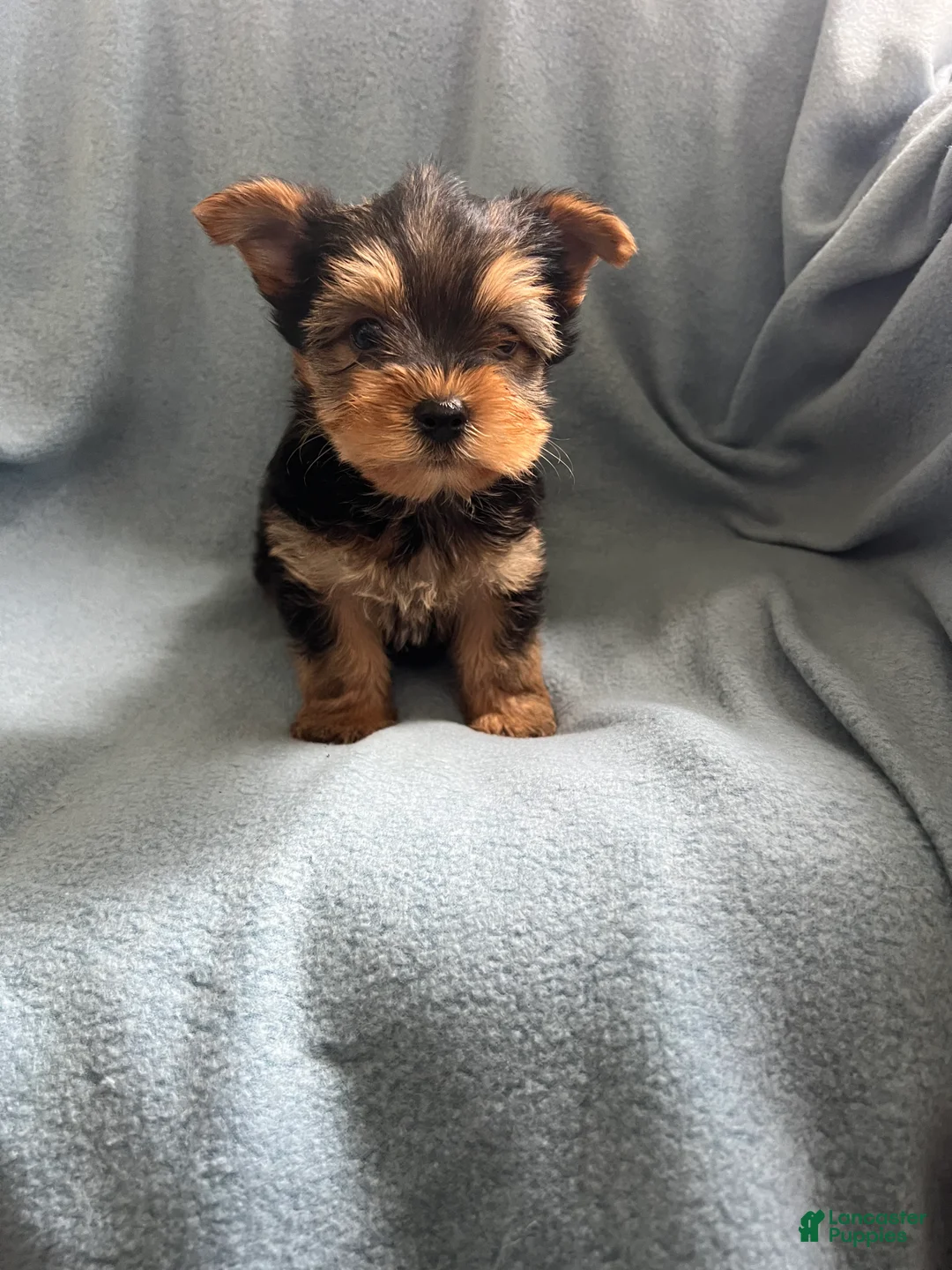 Yorkshire Terrier dogs for sale: Yorkshire- Bobby - Ad 2