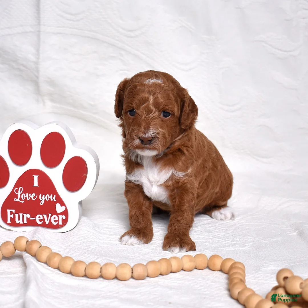 Miniature Poodle dogs for sale: Stanley  - Ad 6