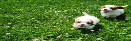 Cavapoo dogs for sale: Panda - Ad 6