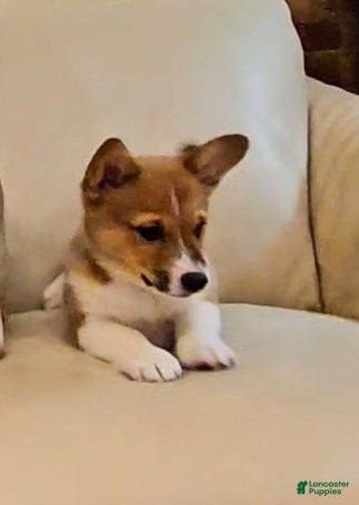 Mixed Breed dogs Paloma - Ad 1